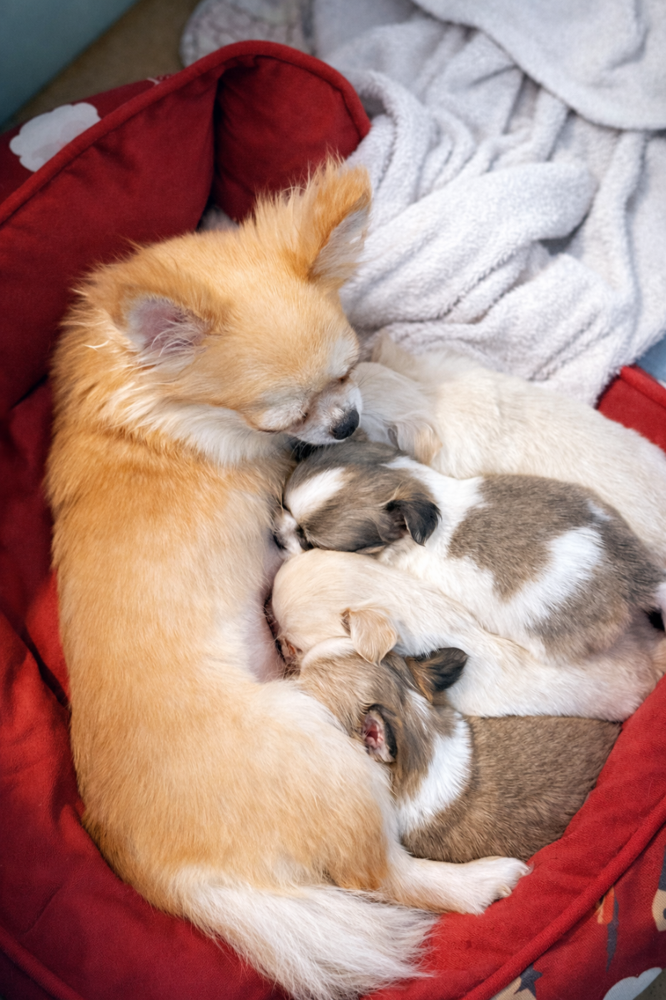 Des Minis Boss - Chihuahua - Portée née le 24/12/2025