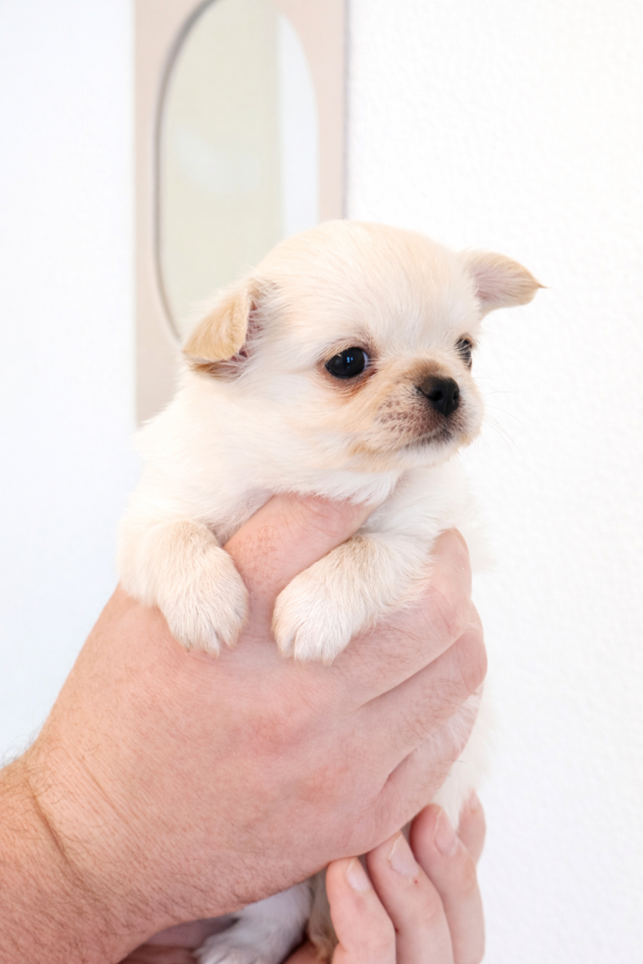 Des Minis Boss - Chiots disponibles - Chihuahua