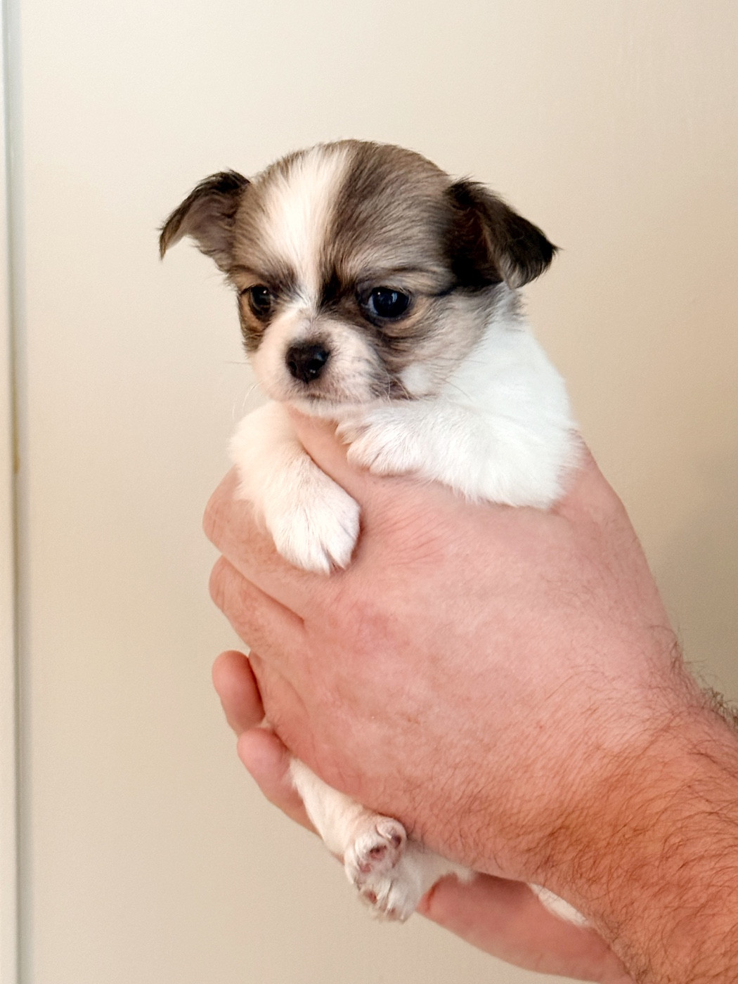 Des Minis Boss - Chiots disponibles - Chihuahua