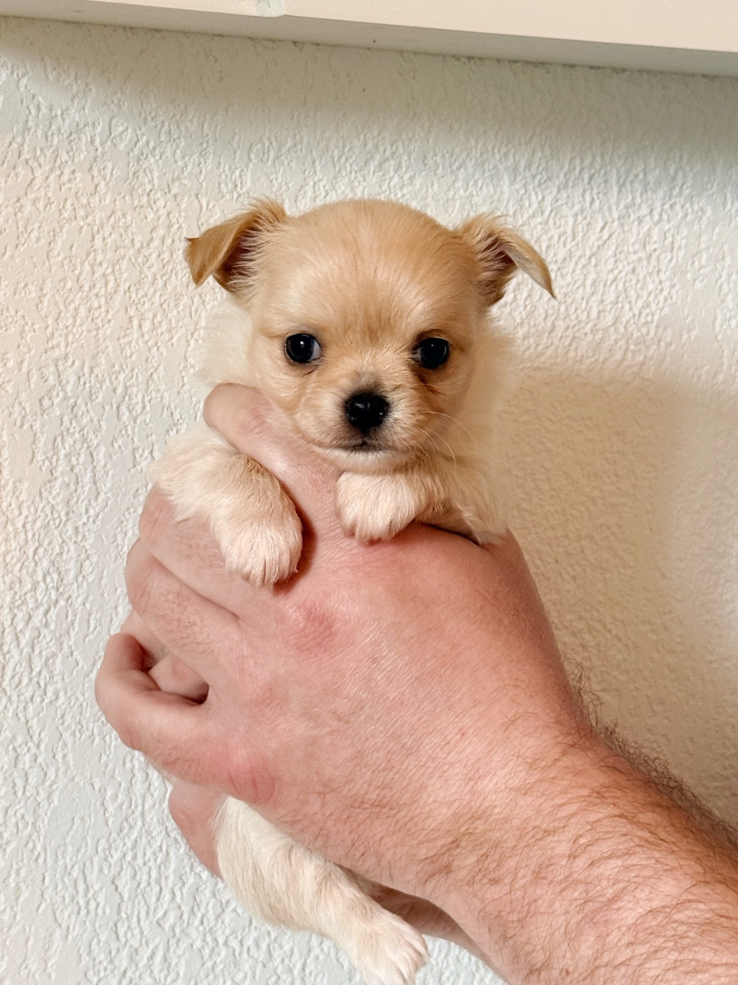 Des Minis Boss - Chiots disponibles - Chihuahua