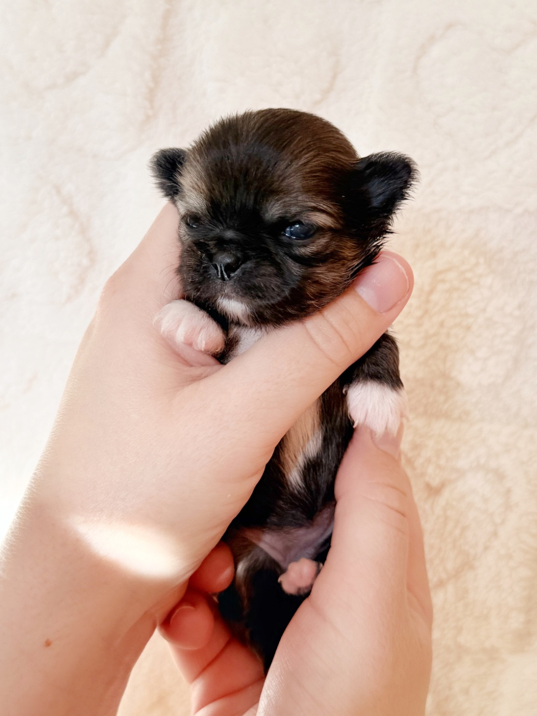 Des Minis Boss - Chiots disponibles - Chihuahua