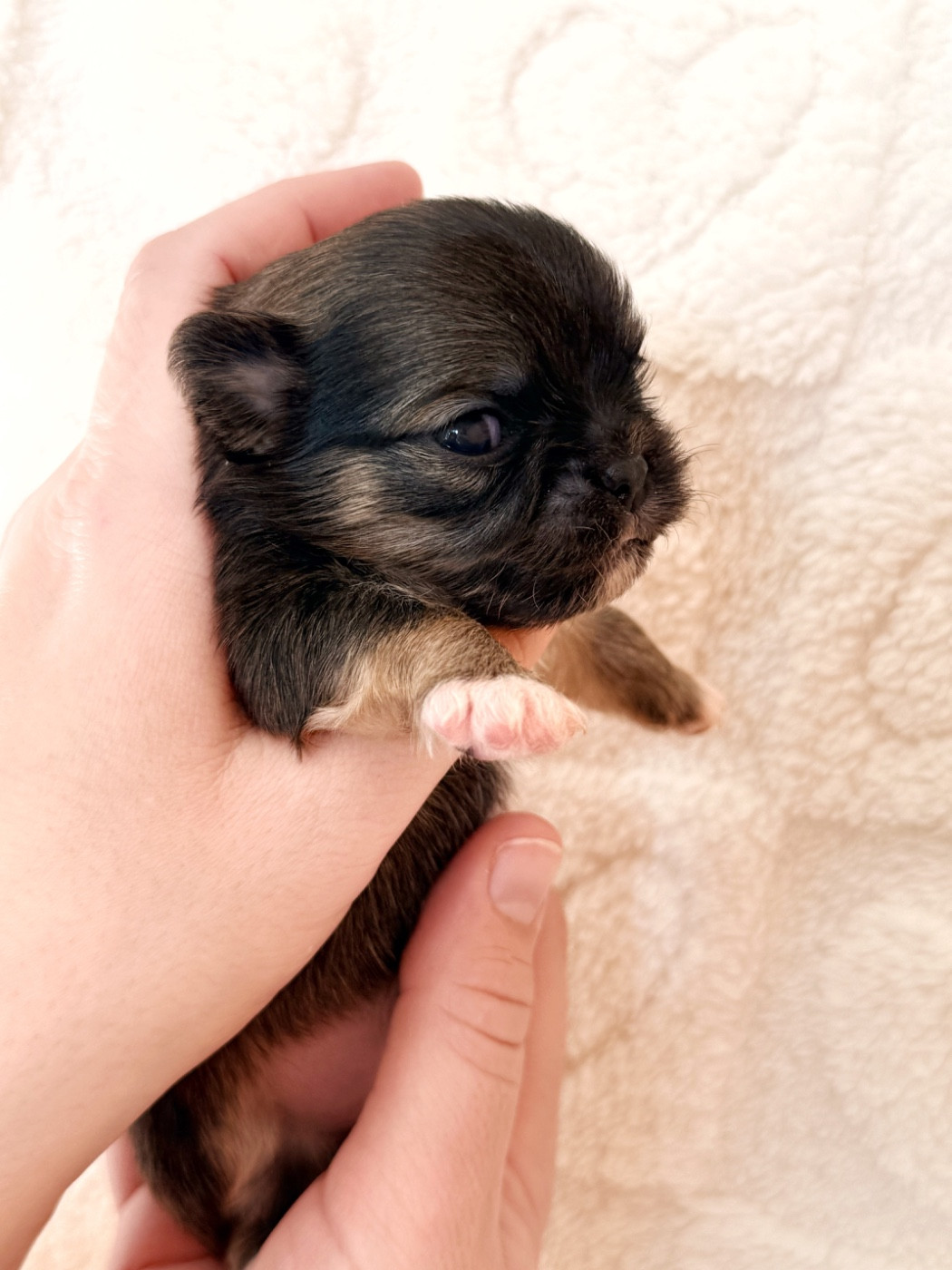 Des Minis Boss - Chiots disponibles - Chihuahua