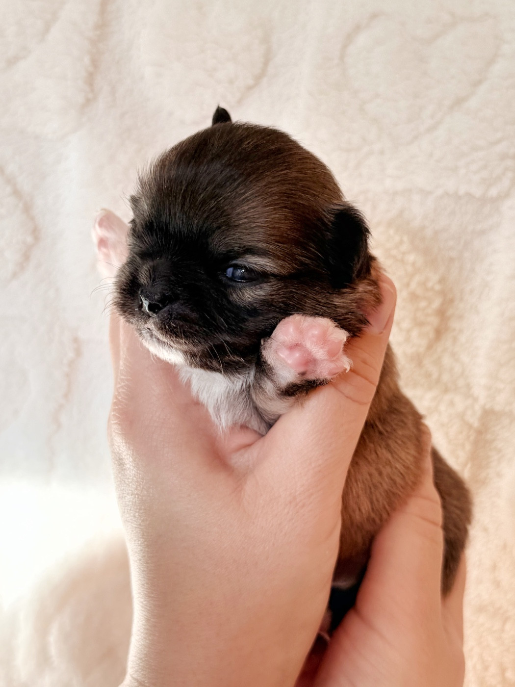 Des Minis Boss - Chiots disponibles - Chihuahua