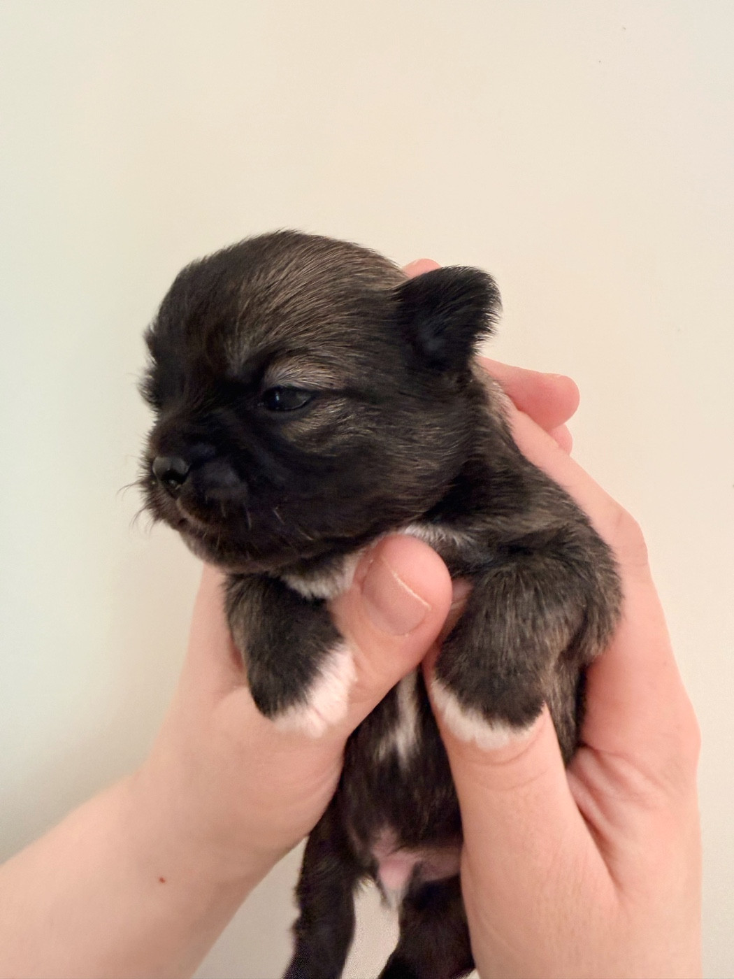 Des Minis Boss - Chiots disponibles - Chihuahua