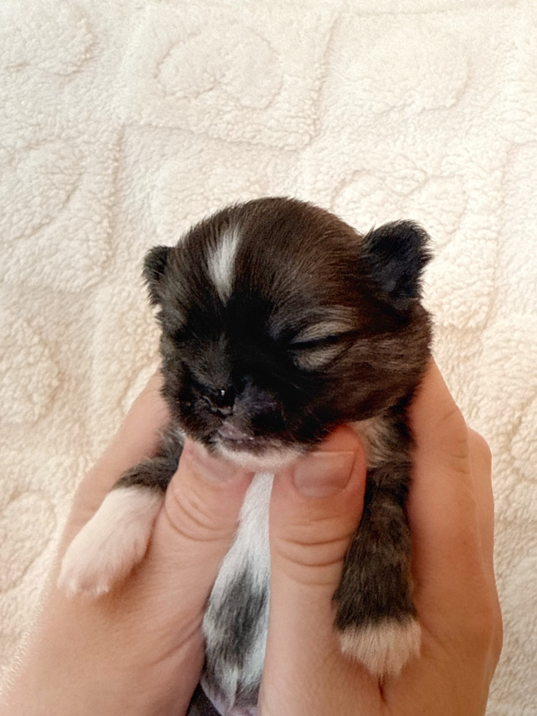 Des Minis Boss - Chiots disponibles - Chihuahua