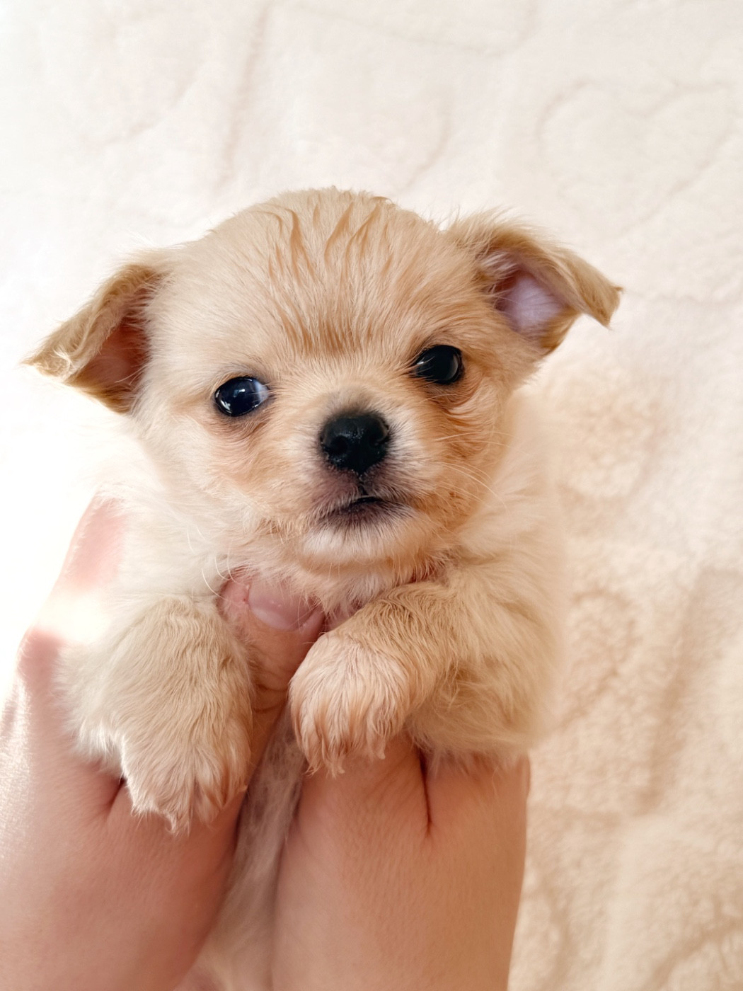 Des Minis Boss - Chiots disponibles - Chihuahua