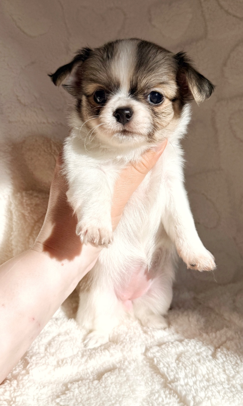 Des Minis Boss - Chiots disponibles - Chihuahua