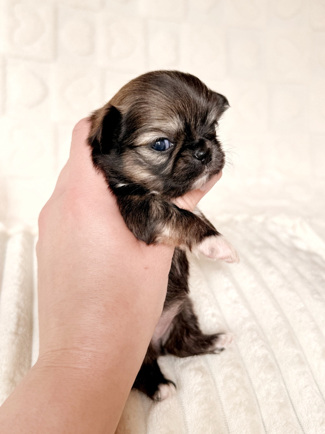 Des Minis Boss - Chiots disponibles - Chihuahua