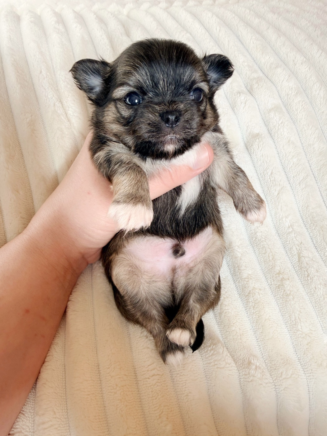 Des Minis Boss - Chiots disponibles - Chihuahua