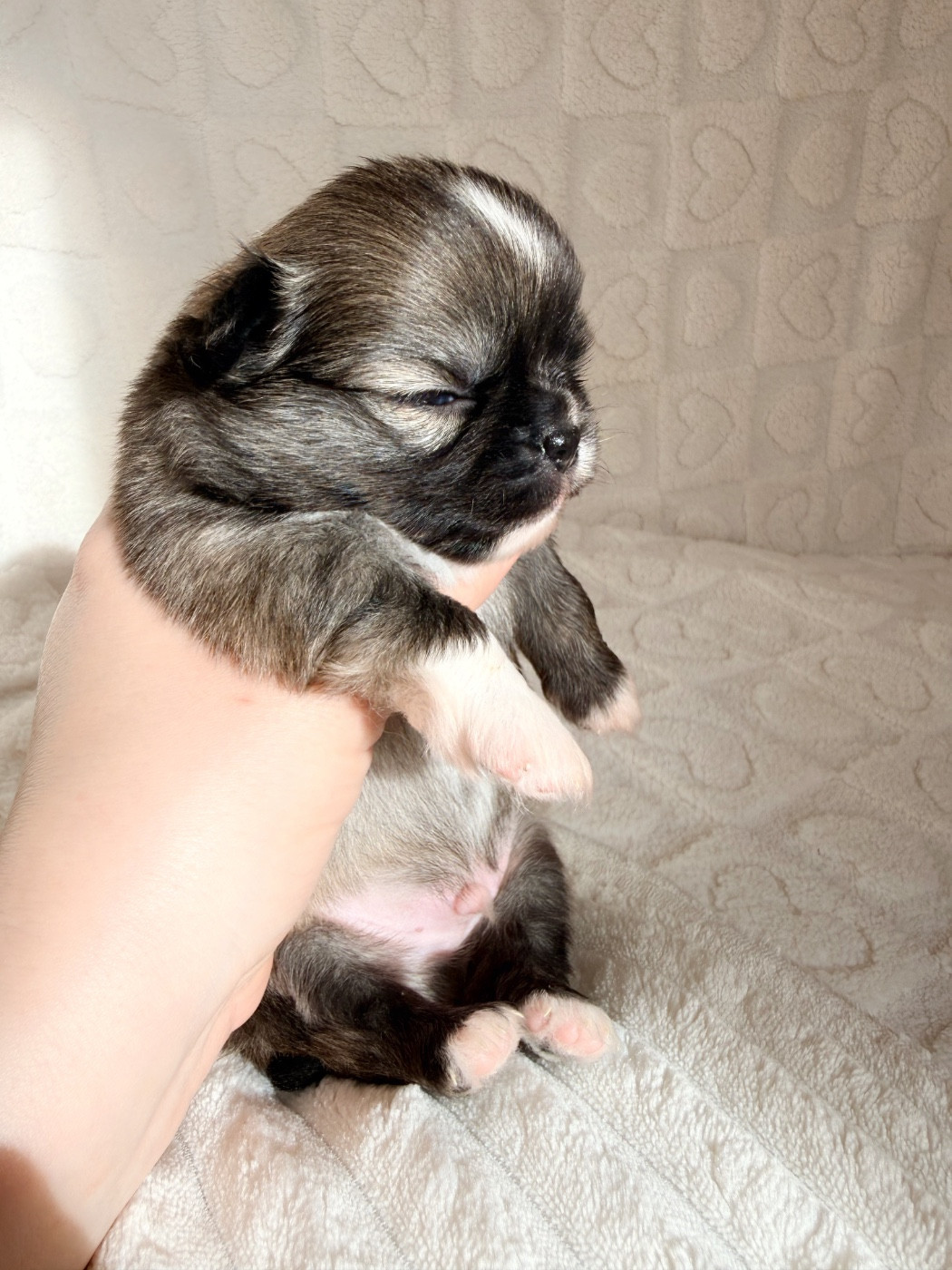 Des Minis Boss - Chiots disponibles - Chihuahua