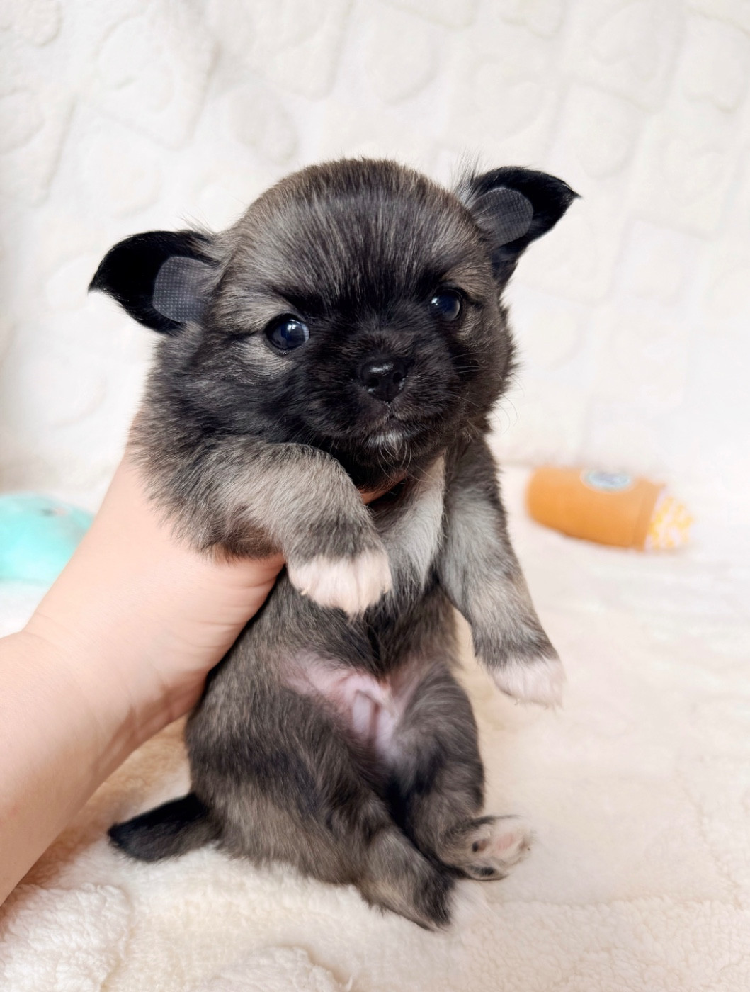 Des Minis Boss - Chiots disponibles - Chihuahua