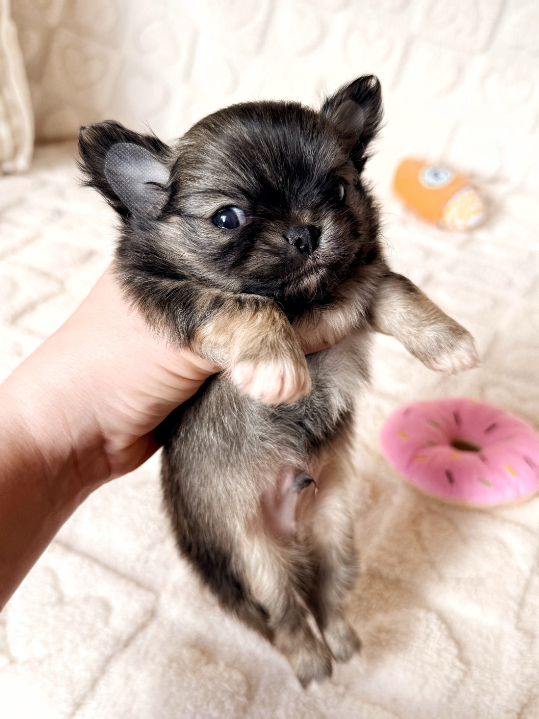 Des Minis Boss - Chiots disponibles - Chihuahua