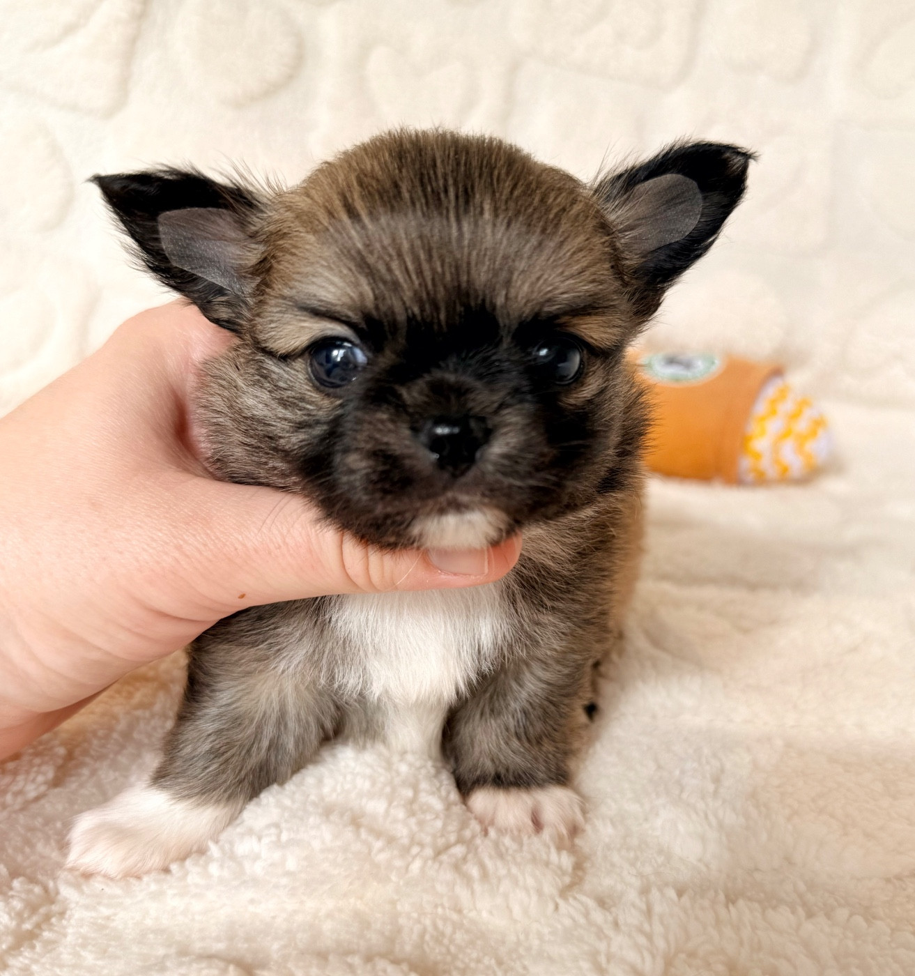 Des Minis Boss - Chiots disponibles - Chihuahua