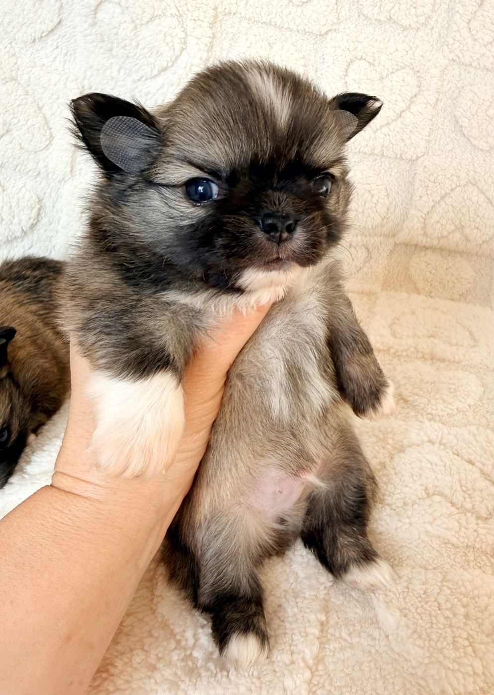 Des Minis Boss - Chiots disponibles - Chihuahua