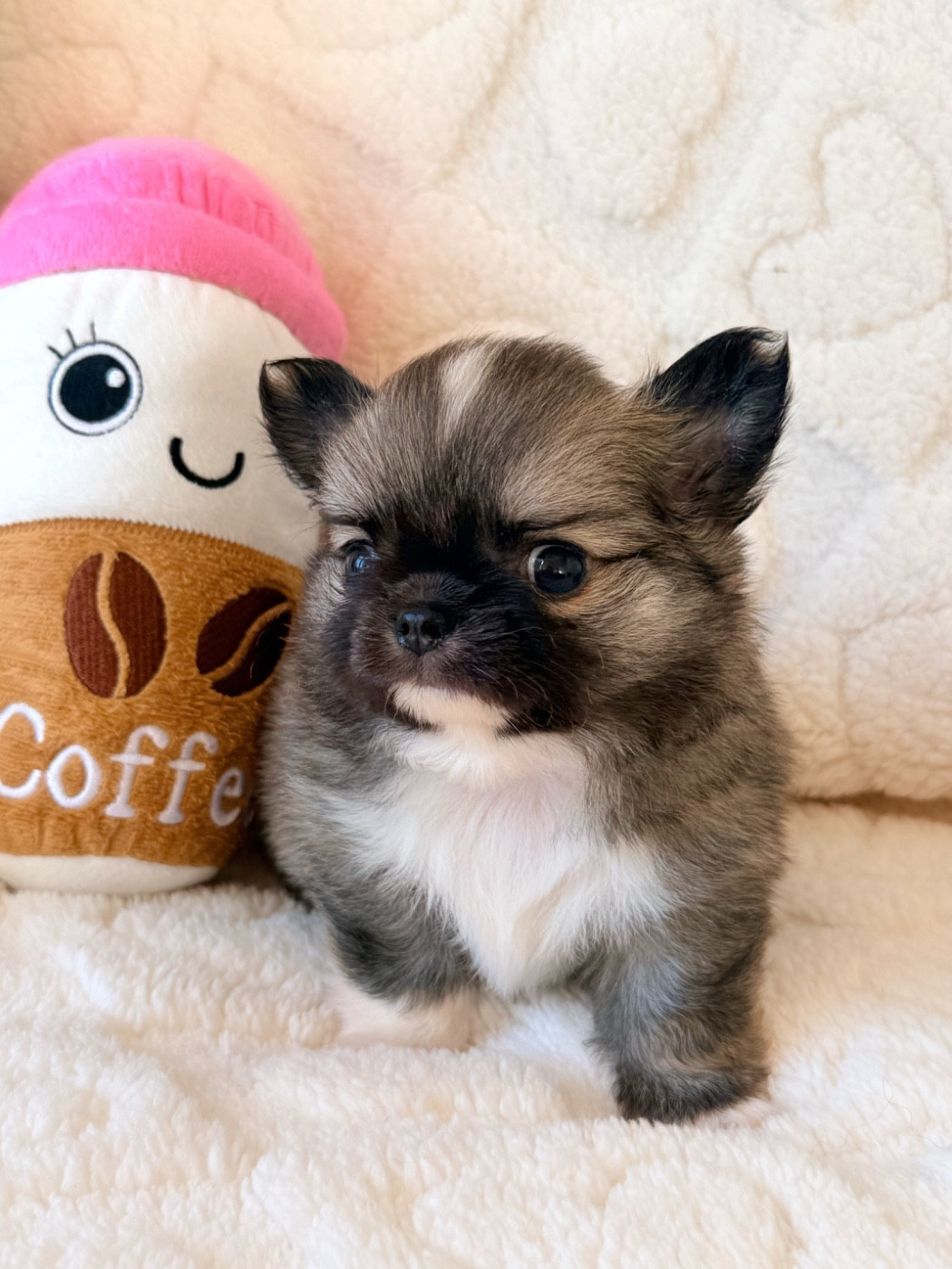 Des Minis Boss - Chiots disponibles - Chihuahua