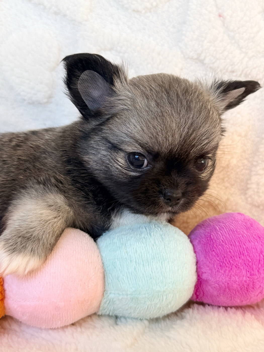 Des Minis Boss - Chiots disponibles - Chihuahua