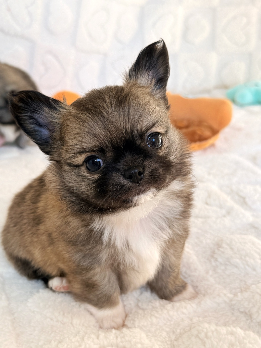 Des Minis Boss - Chiots disponibles - Chihuahua