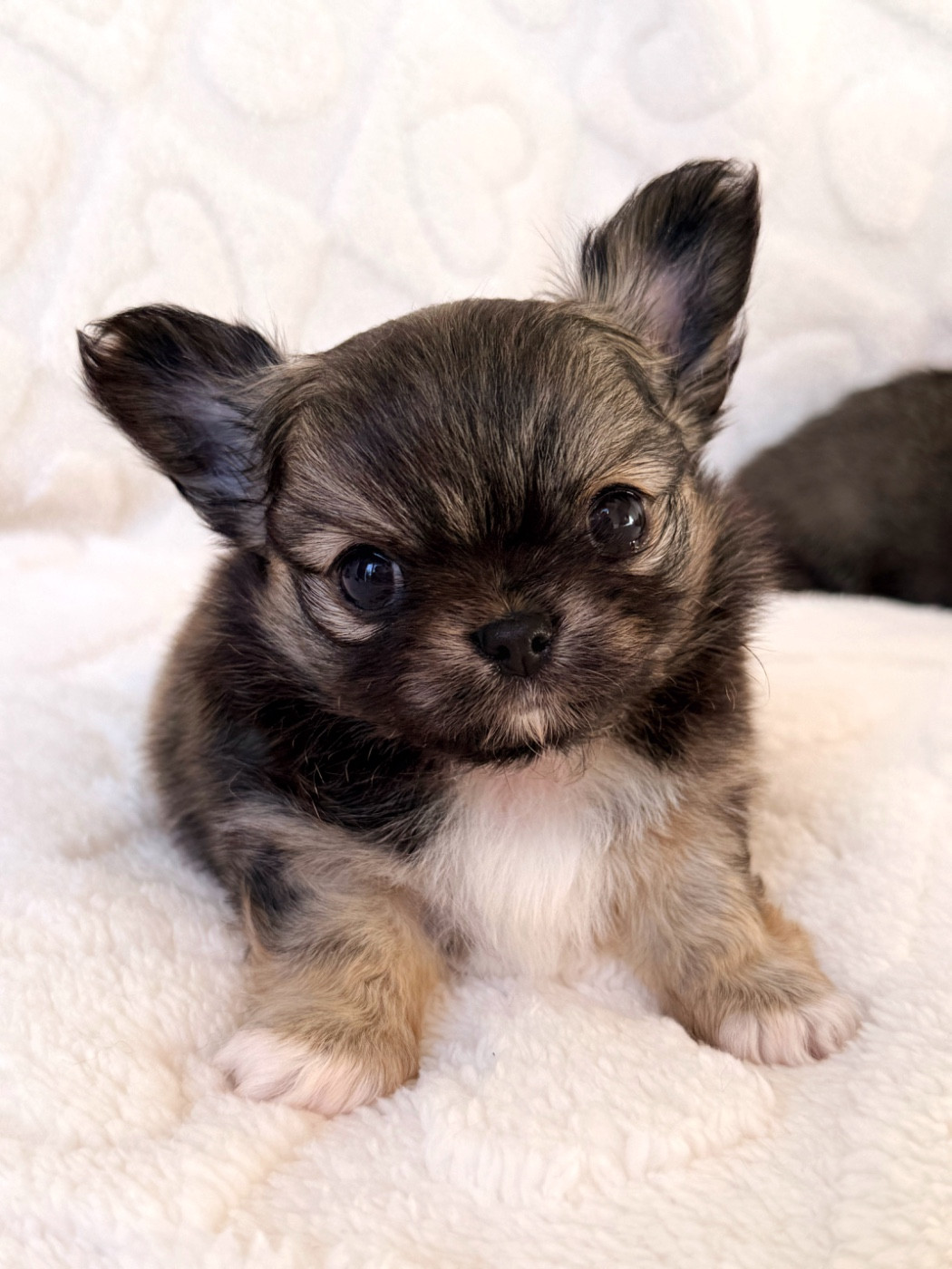 Des Minis Boss - Chiots disponibles - Chihuahua