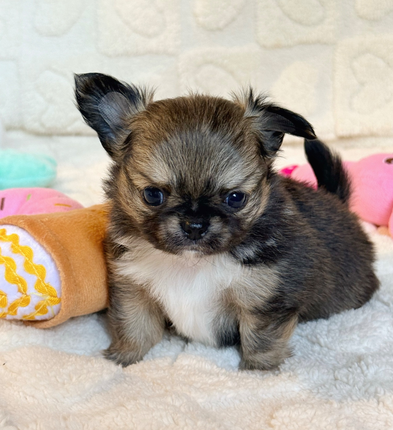 Des Minis Boss - Chiots disponibles - Chihuahua