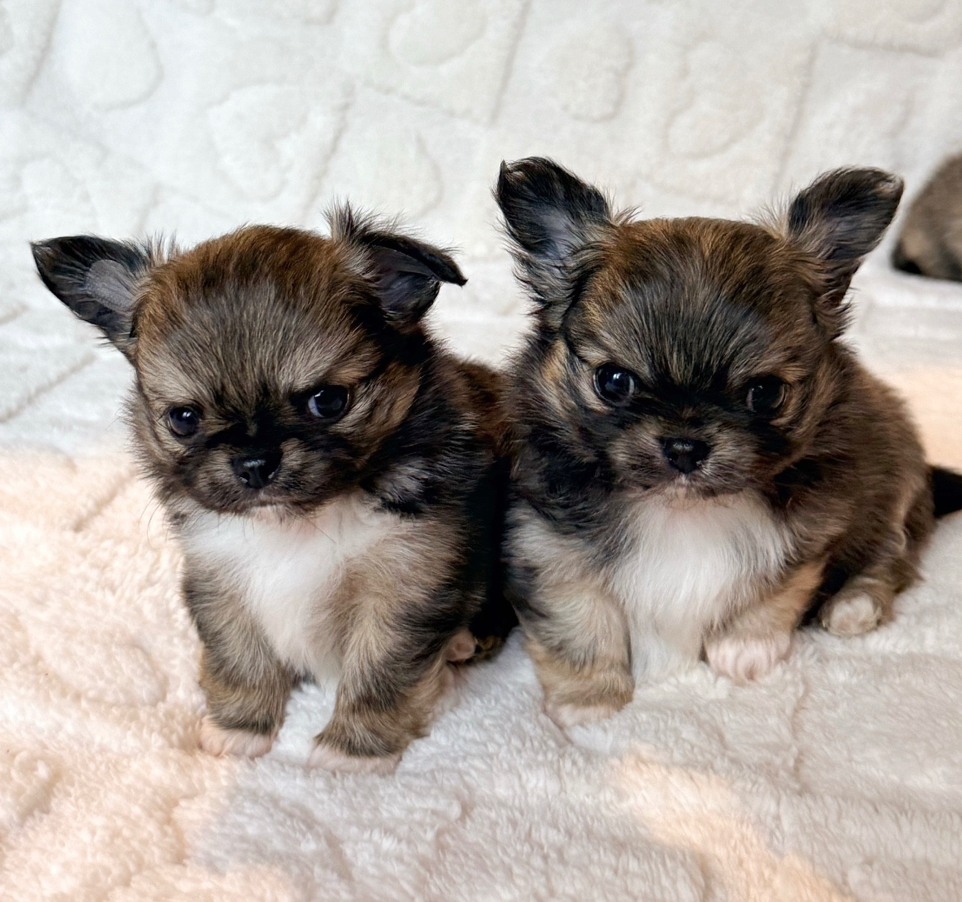 Chiot Chihuahua Des Minis Boss