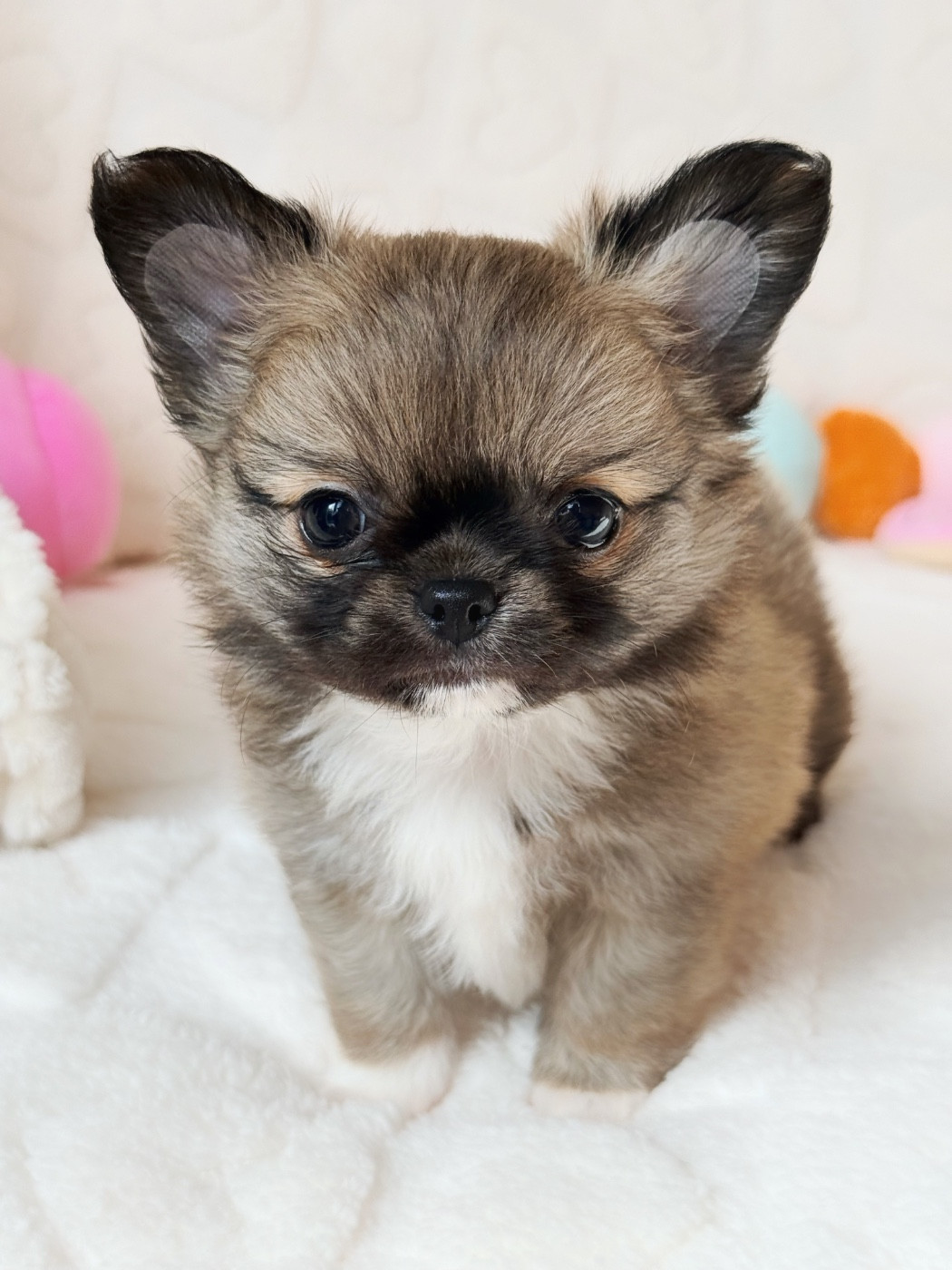 Des Minis Boss - Chiots disponibles - Chihuahua
