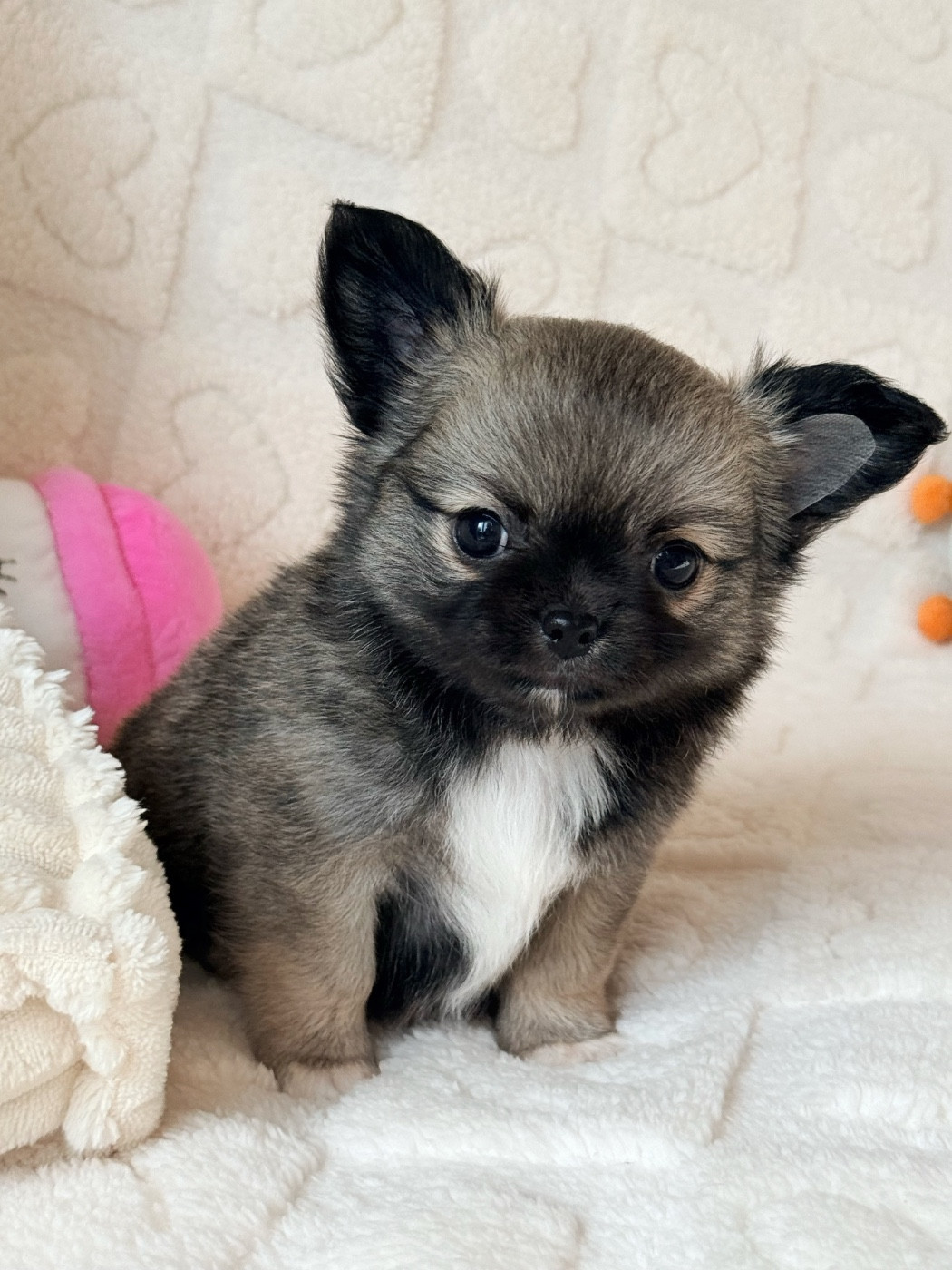 Des Minis Boss - Chiots disponibles - Chihuahua