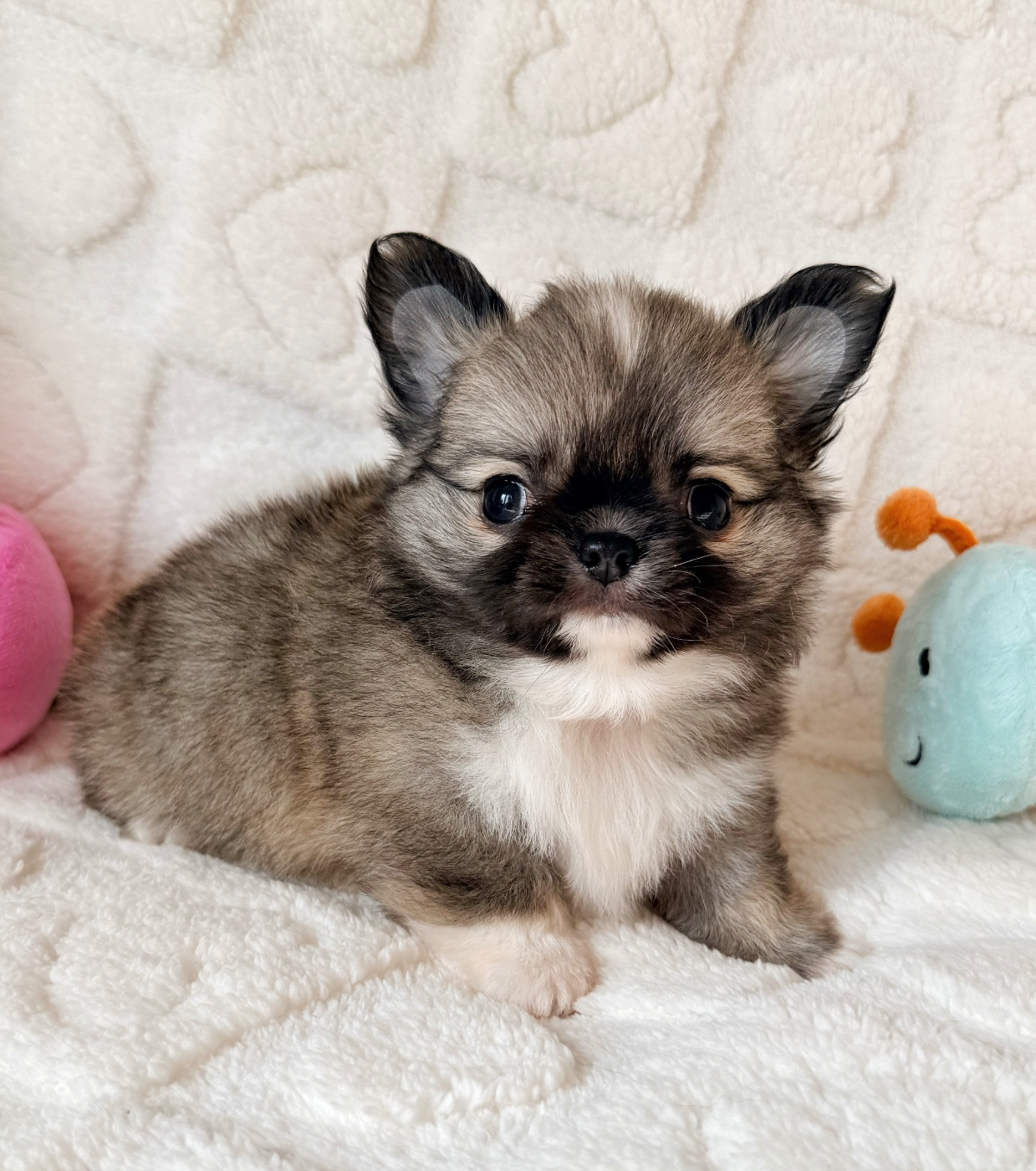 Des Minis Boss - Chiots disponibles - Chihuahua