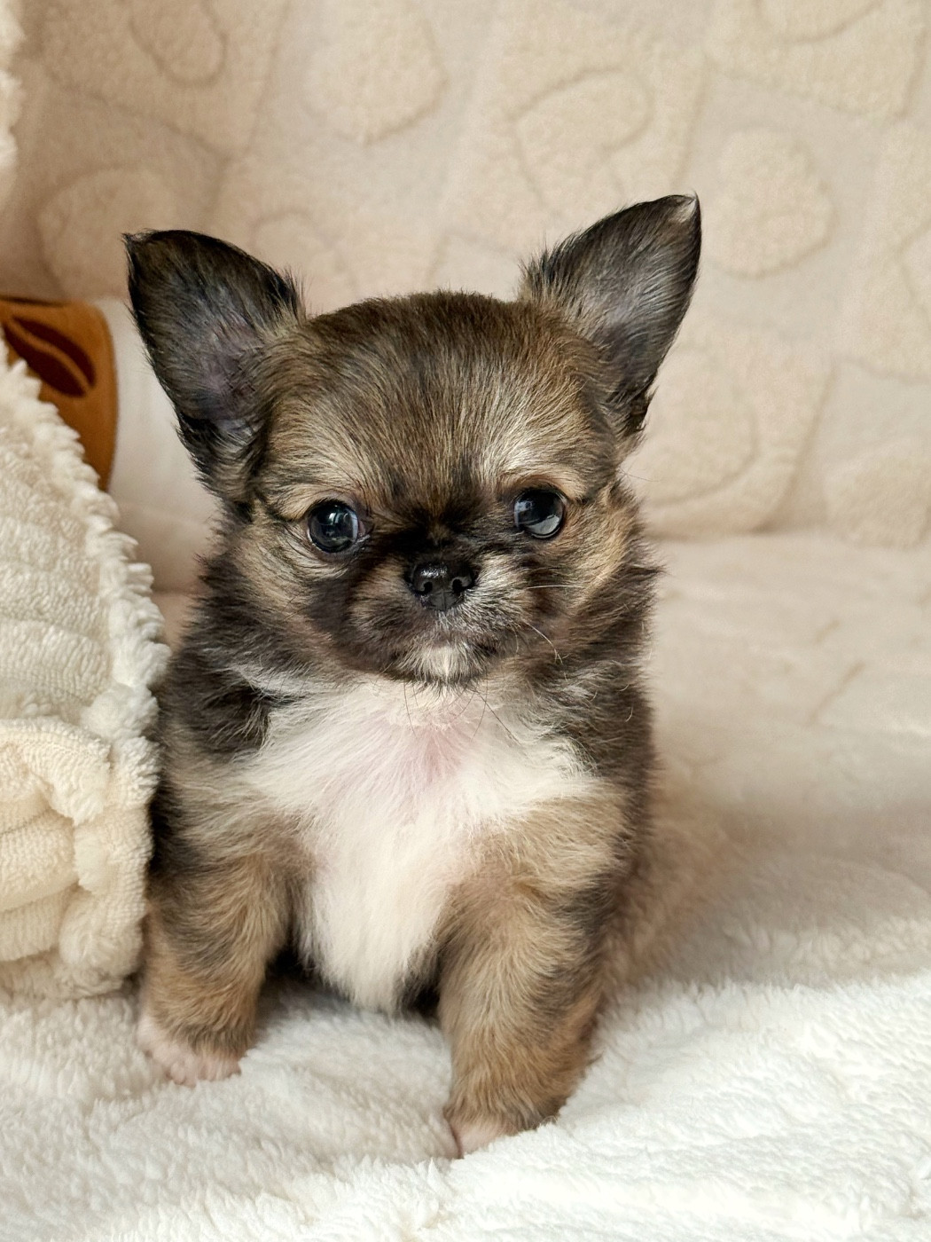 Des Minis Boss - Chiots disponibles - Chihuahua