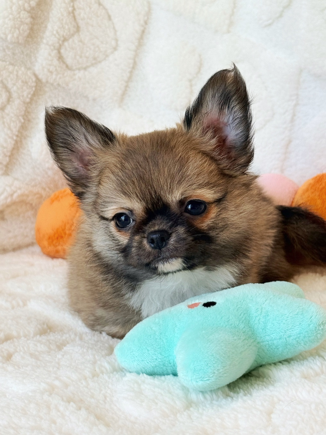 Des Minis Boss - Chiots disponibles - Chihuahua