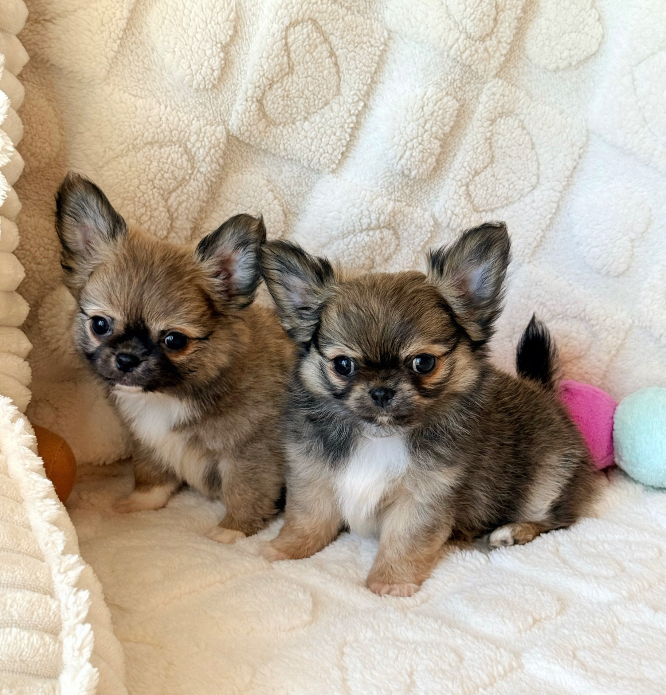 Des Minis Boss - Chihuahua - Portée née le 16/01/2026