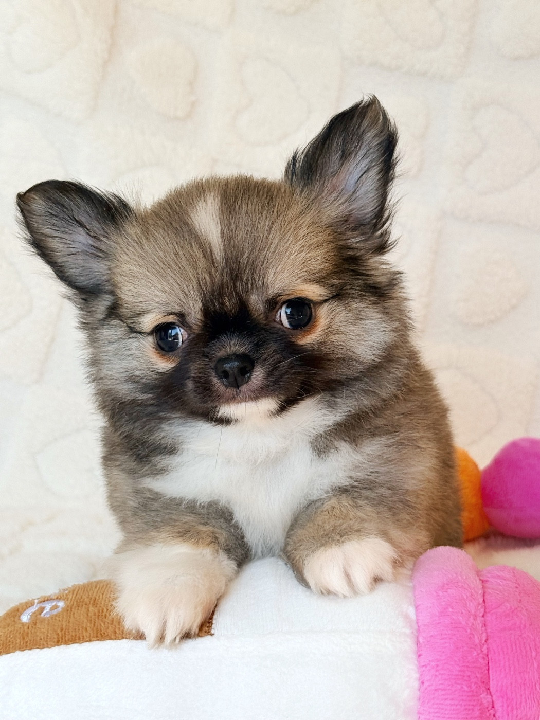 Des Minis Boss - Chiots disponibles - Chihuahua