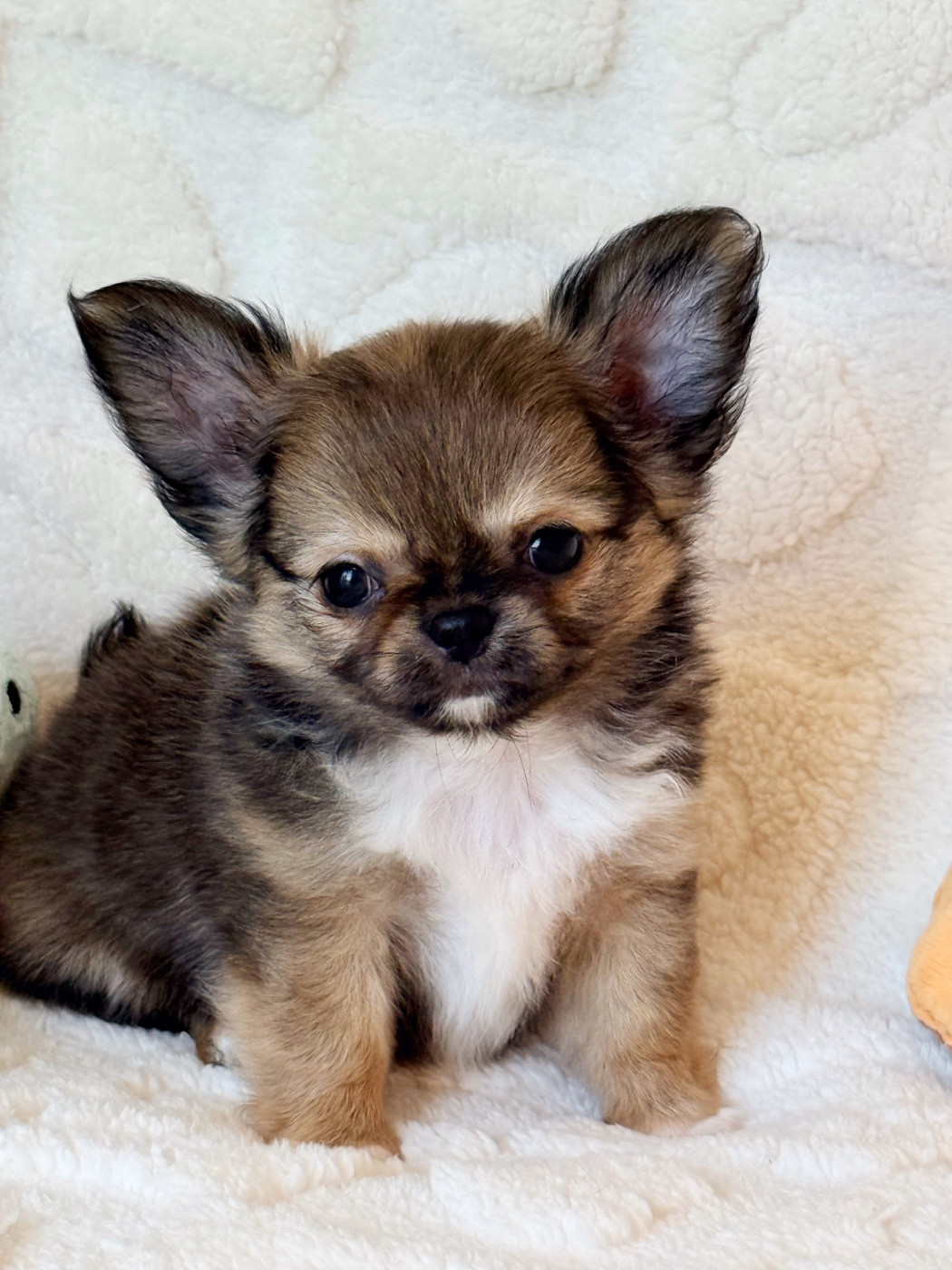 Des Minis Boss - Chiots disponibles - Chihuahua