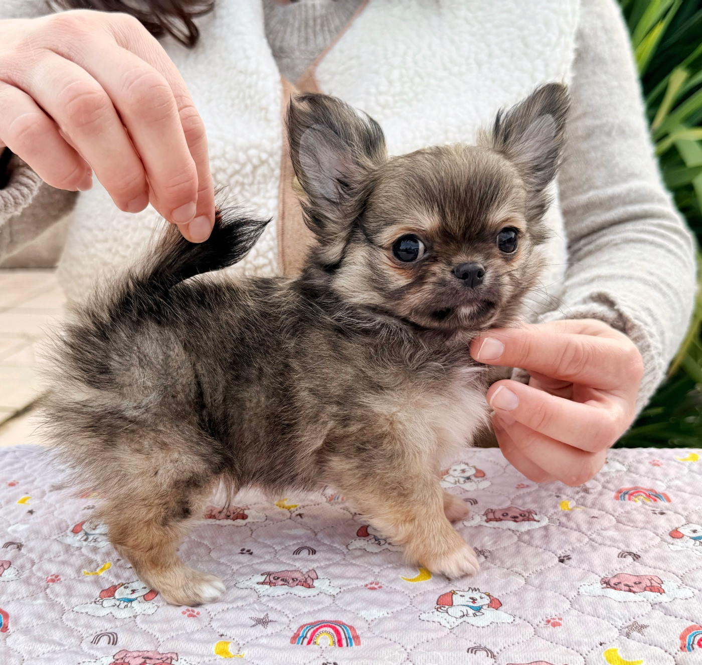 Des Minis Boss - Chiots disponibles - Chihuahua