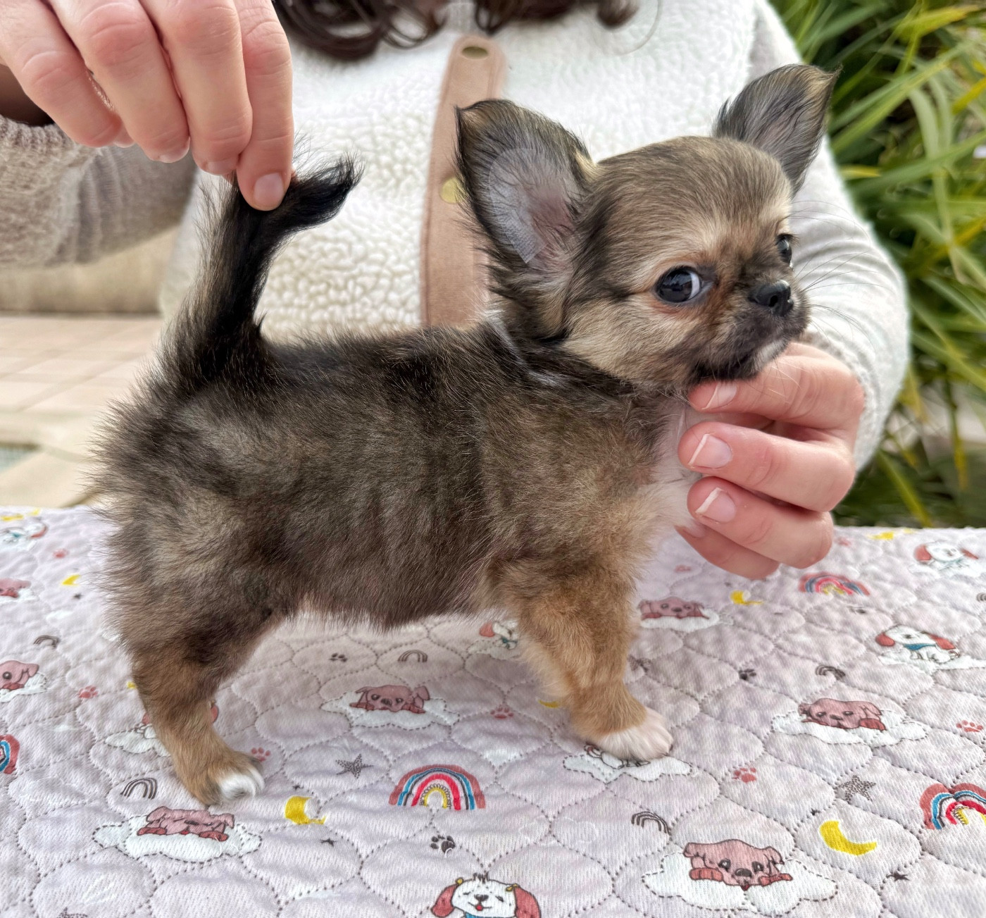 Des Minis Boss - Chiots disponibles - Chihuahua