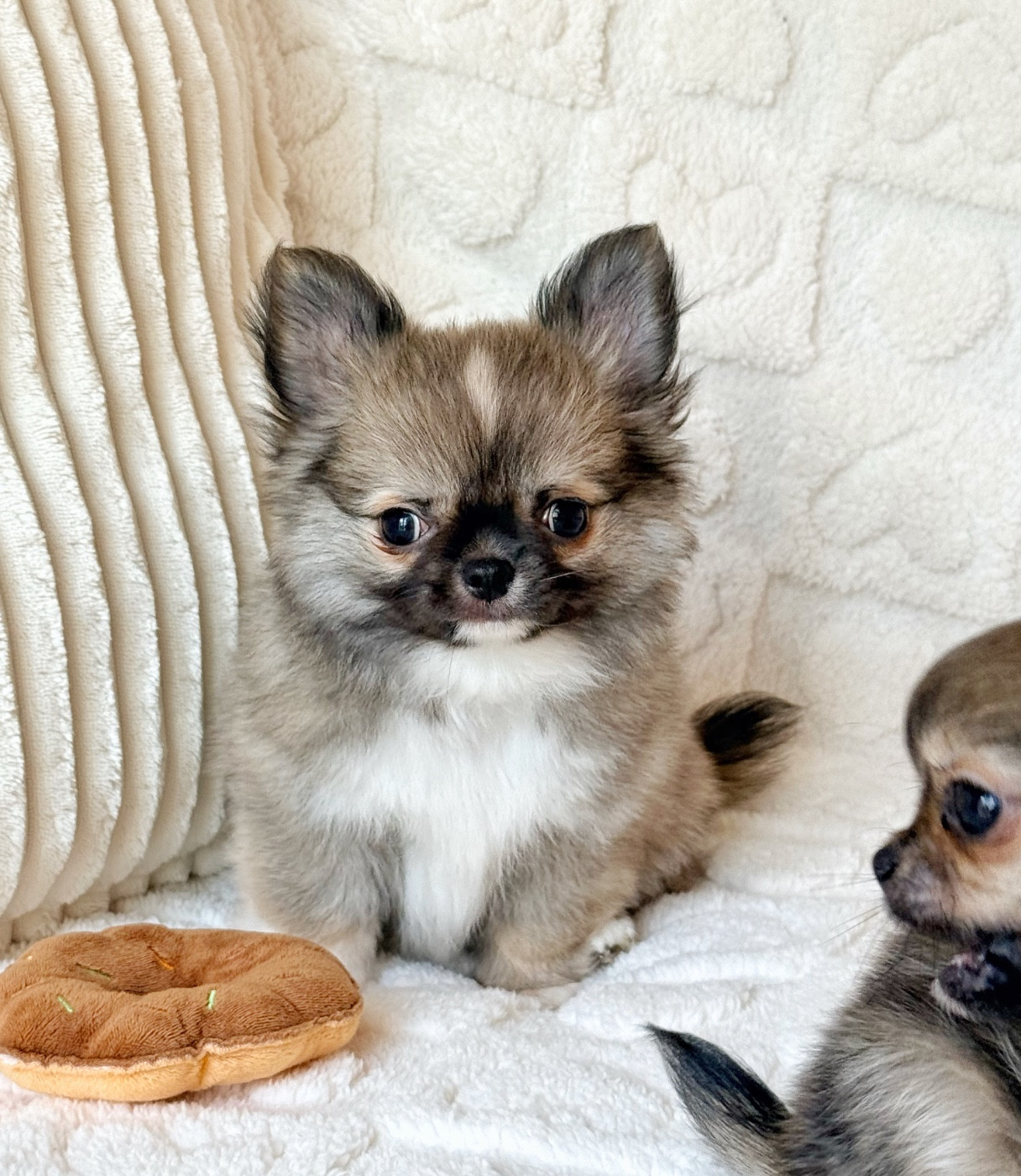 Des Minis Boss - Chiots disponibles - Chihuahua