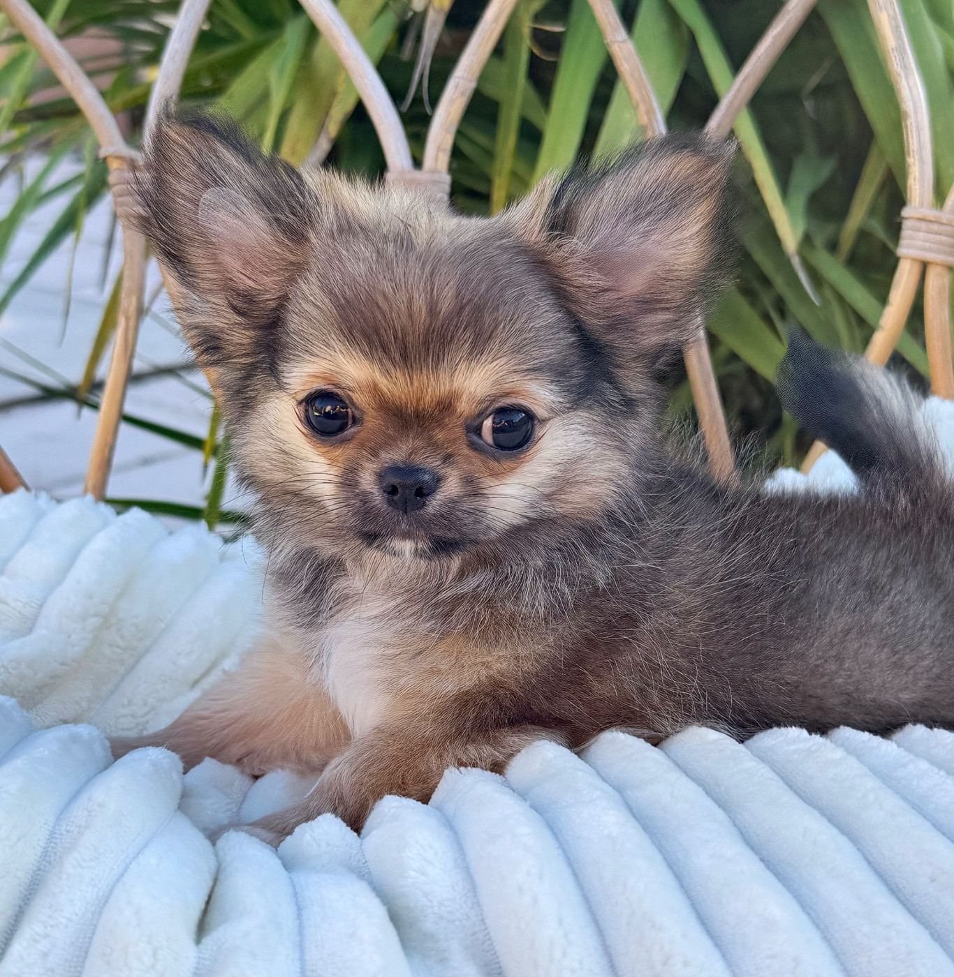 Des Minis Boss - Chiots disponibles - Chihuahua