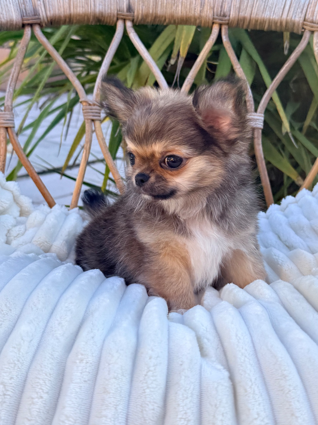 Des Minis Boss - Chihuahua - Portée née le 16/01/2026