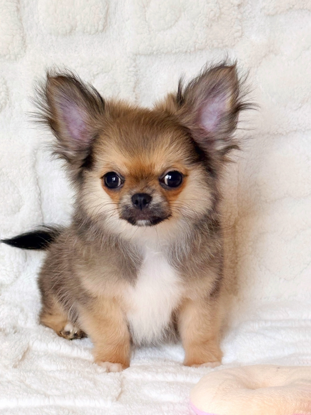 Chiot Chihuahua Des Minis Boss