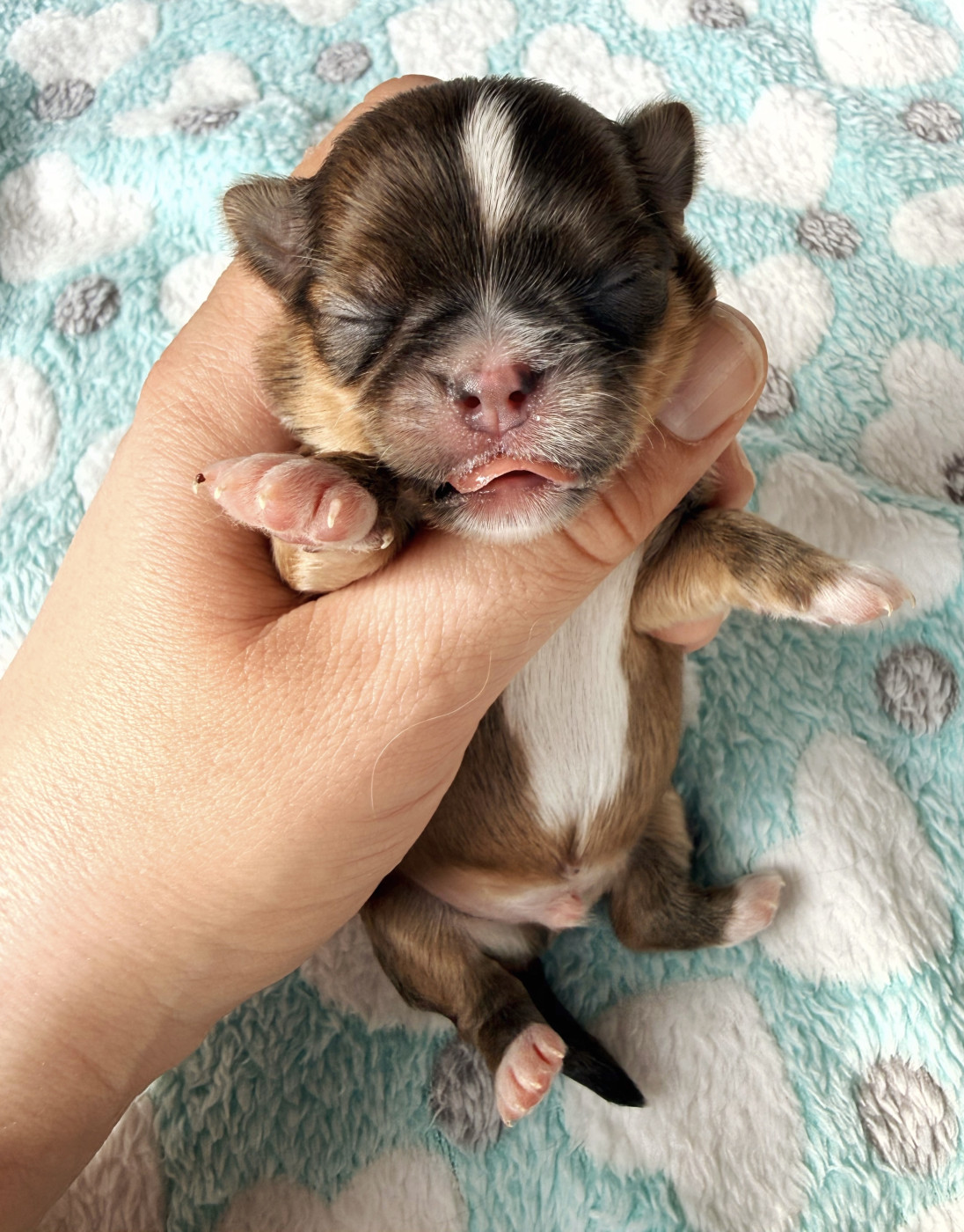 Des Minis Boss - Chiots disponibles - Chihuahua