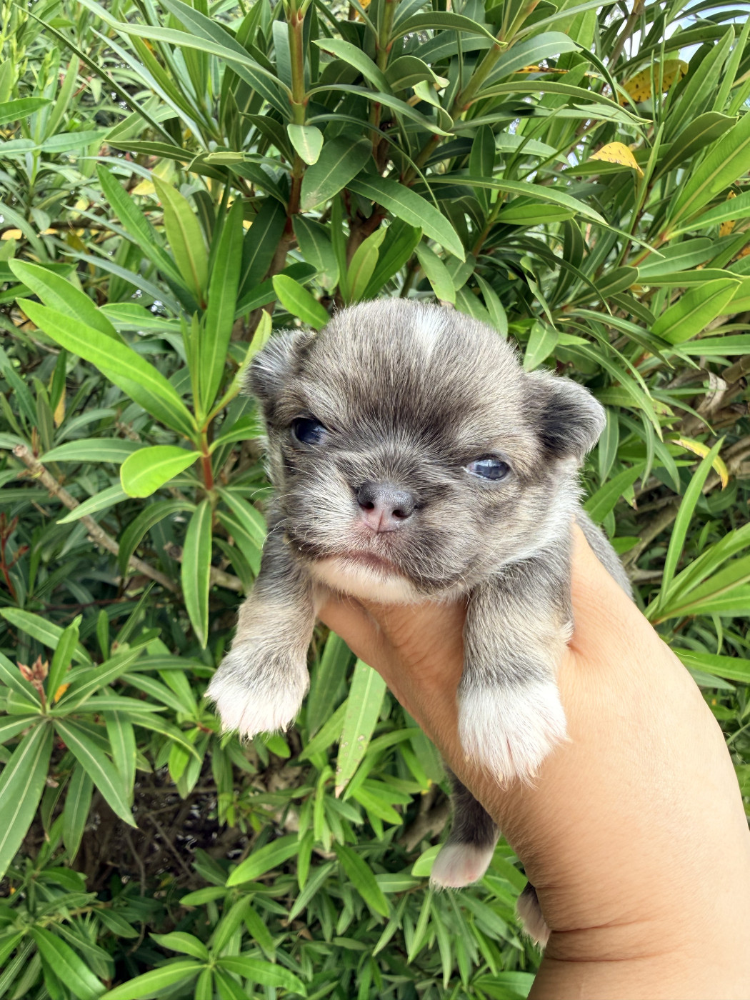 Des Minis Boss - Chiots disponibles - Chihuahua