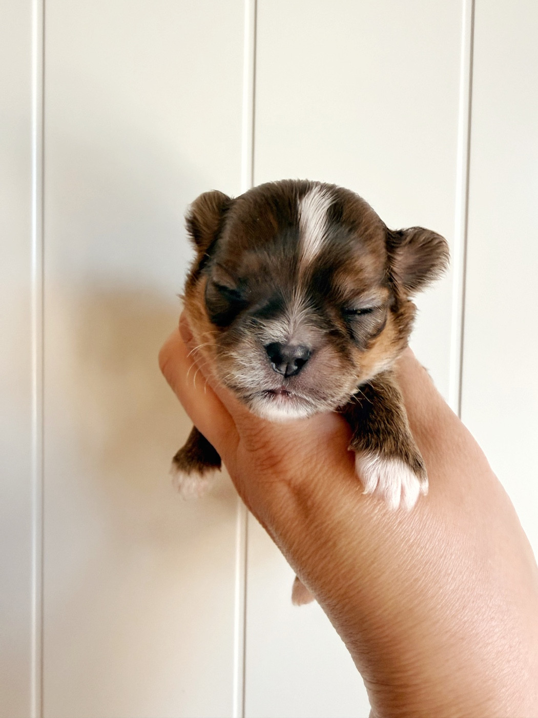 Des Minis Boss - Chiots disponibles - Chihuahua