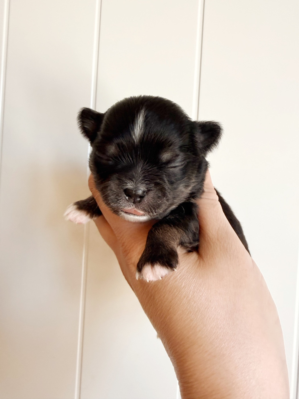 Des Minis Boss - Chiots disponibles - Chihuahua