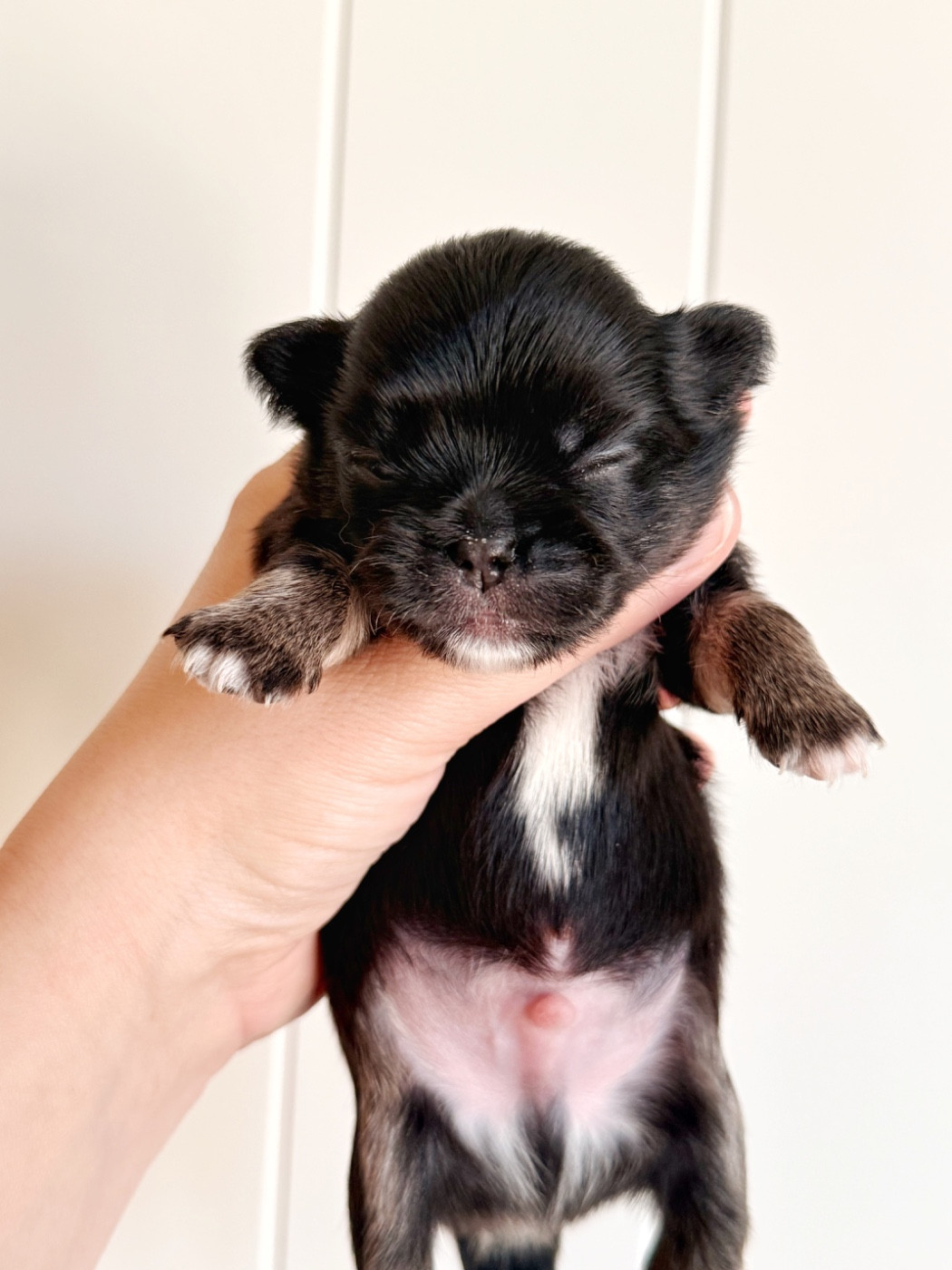 Des Minis Boss - Chiots disponibles - Chihuahua