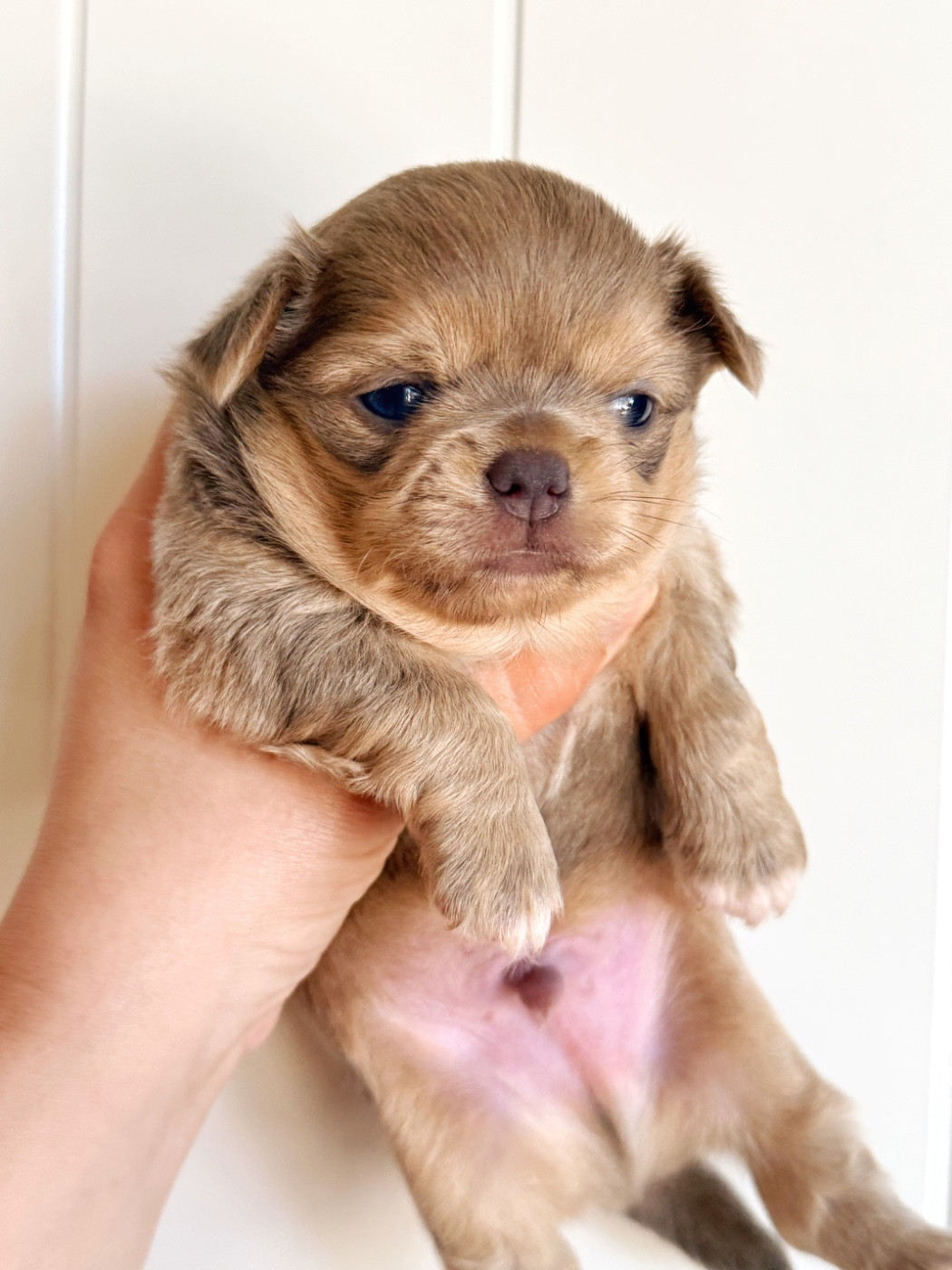 Des Minis Boss - Chiots disponibles - Chihuahua