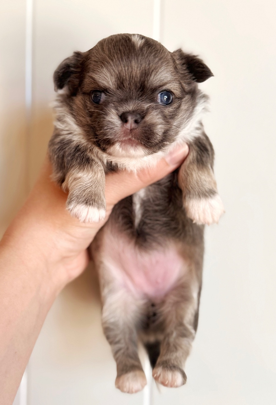 Des Minis Boss - Chiots disponibles - Chihuahua