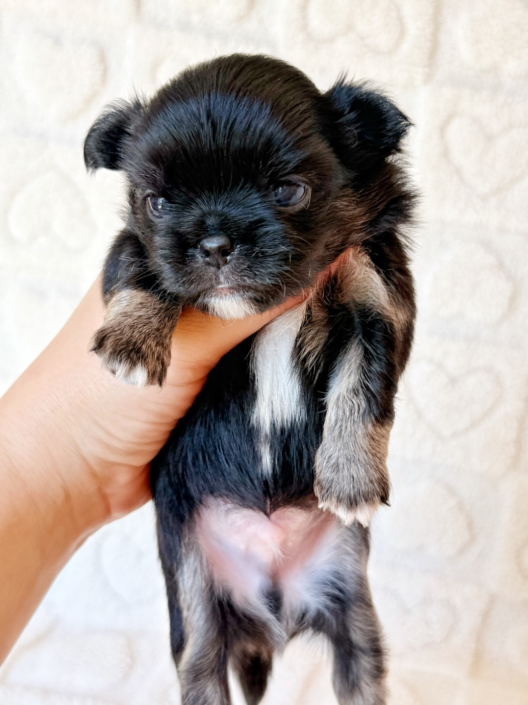 Des Minis Boss - Chiots disponibles - Chihuahua