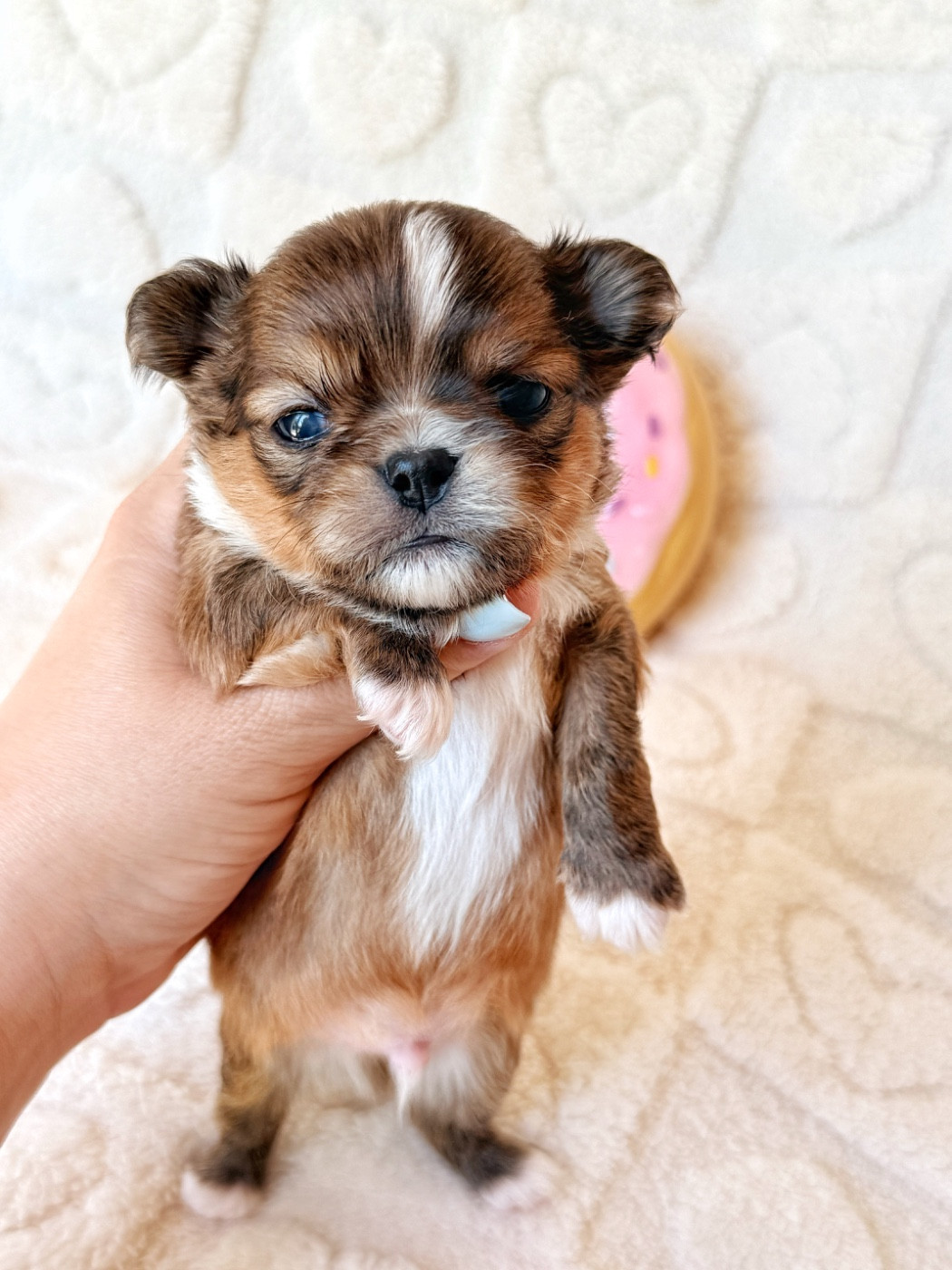 Des Minis Boss - Chiots disponibles - Chihuahua