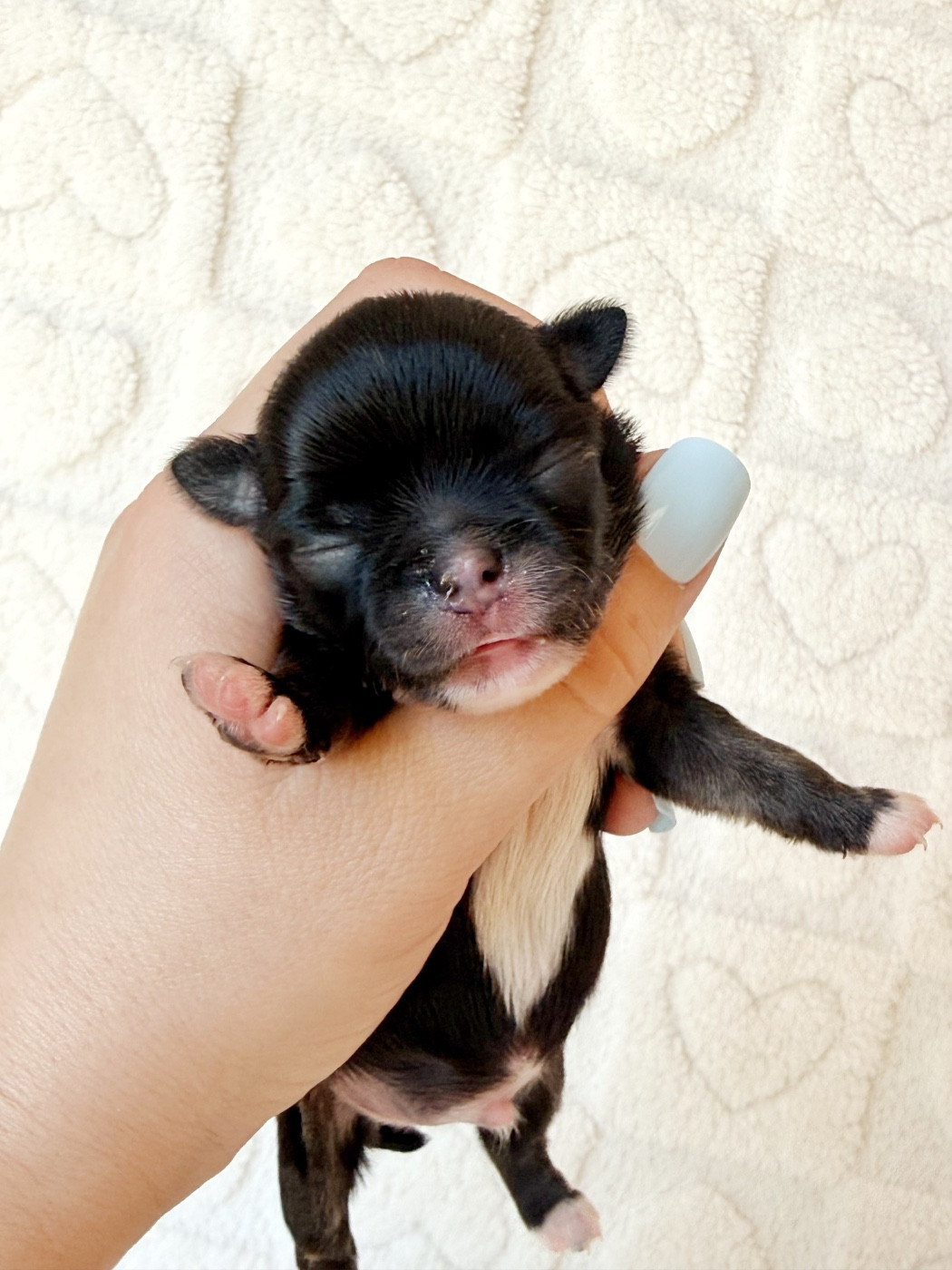 Des Minis Boss - Chiots disponibles - Chihuahua