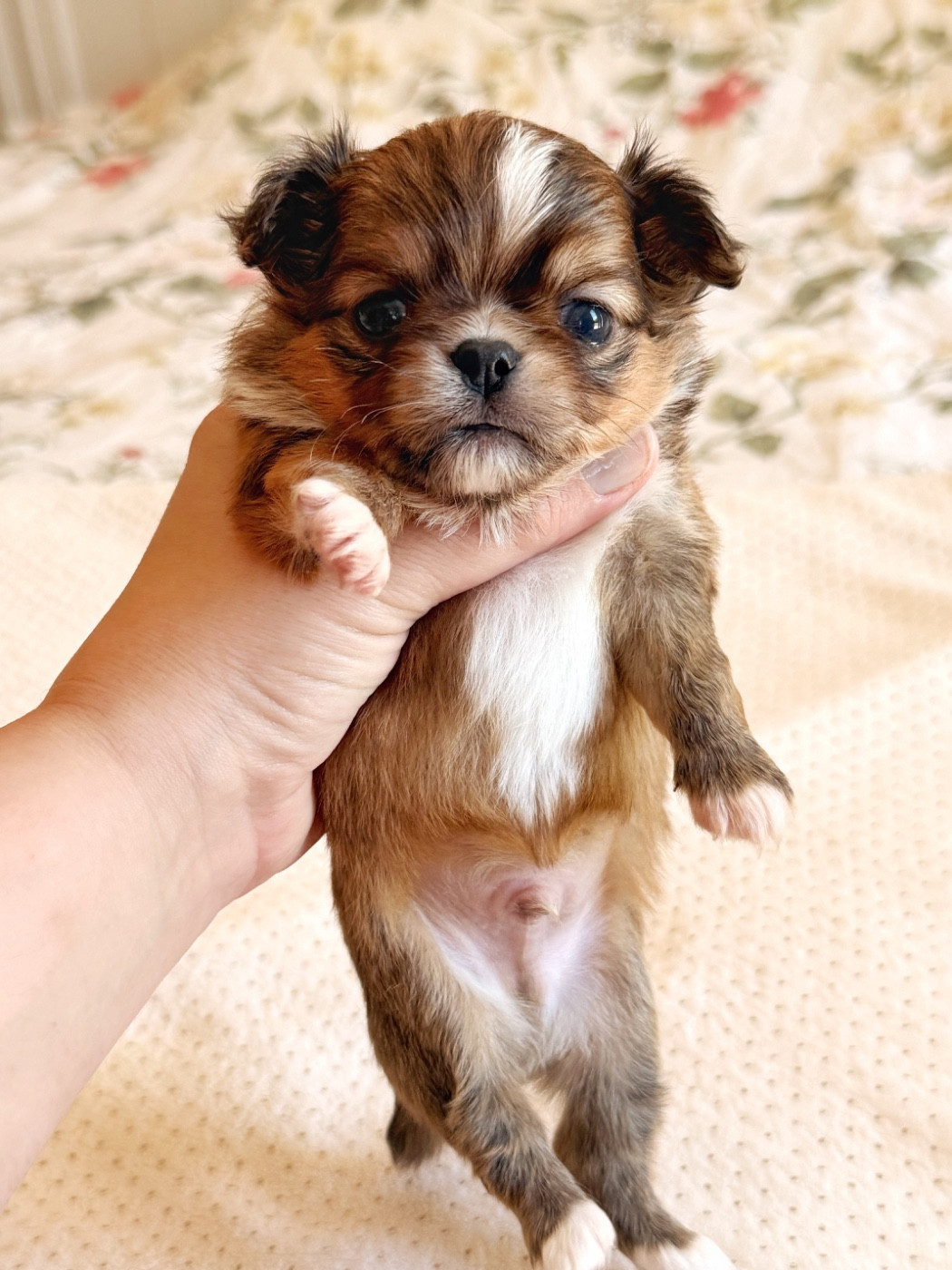 Des Minis Boss - Chiots disponibles - Chihuahua