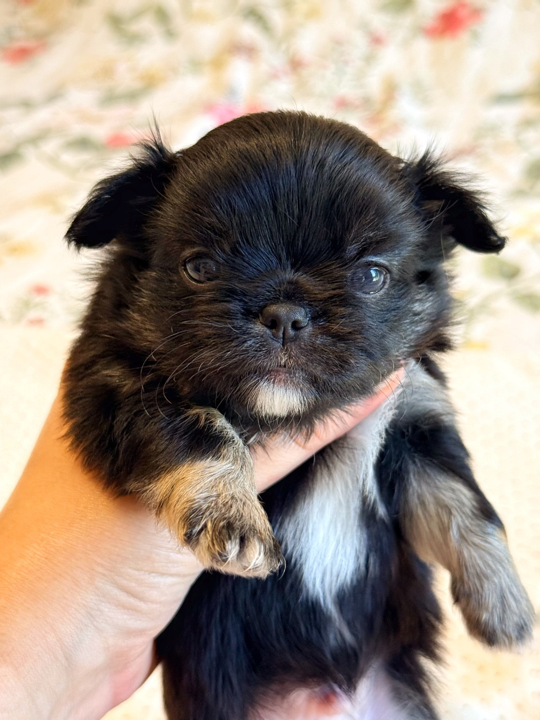 Des Minis Boss - Chiots disponibles - Chihuahua